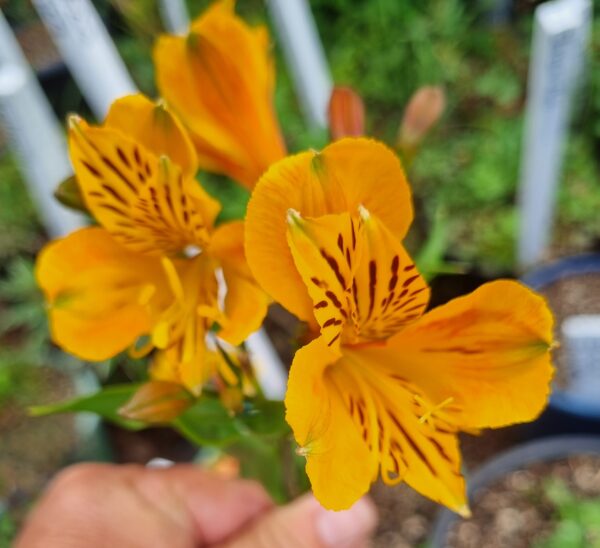 Alstroemeria - Colonel Mustard (Tall)
