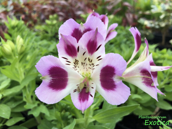 Alstroemeria - Passion (Dwarf)