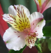 Alstroemeria - White Star (Tall)