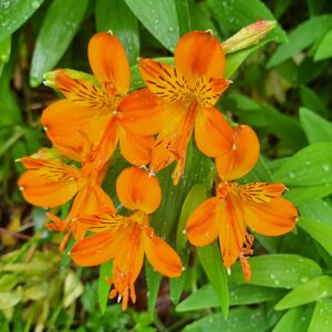 Alstroemeria - Aurantiaca (Tall)