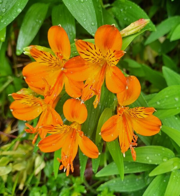 Alstroemeria - Aurantiaca (Tall)
