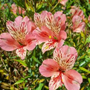 Alstroemeria - Shrimp Seduction - (Tall)