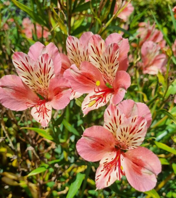 Alstroemeria - Shrimp Seduction - (Tall)