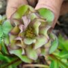 Hellebore Double Green/dark red