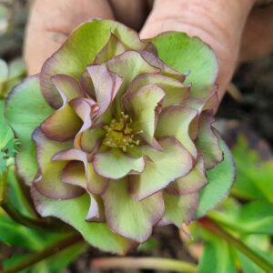 Hellebore Double Green/dark red