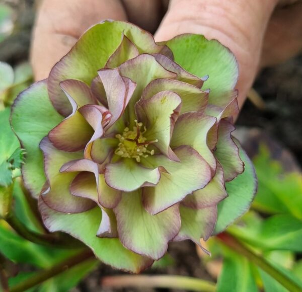 Hellebore Double Green/dark red