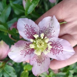 Hellebore - Single (Pink with Raspberry dots) seedling