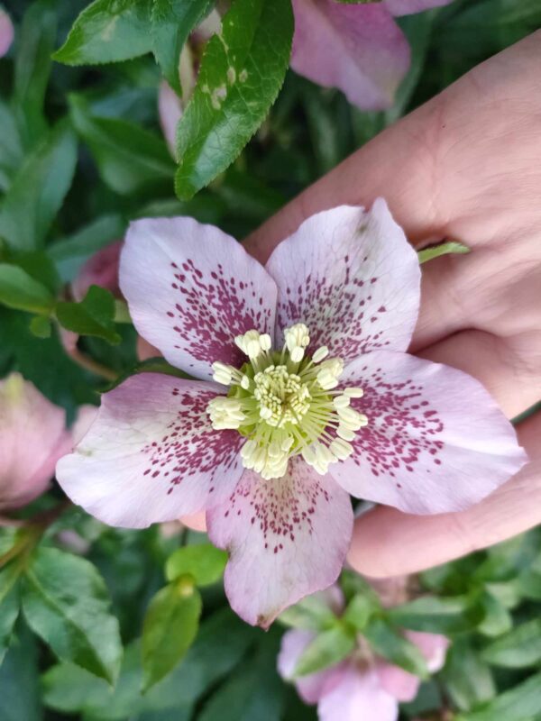 Hellebore - Single (Pink with Raspberry dots) seedling