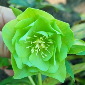 Hellebore Double Green