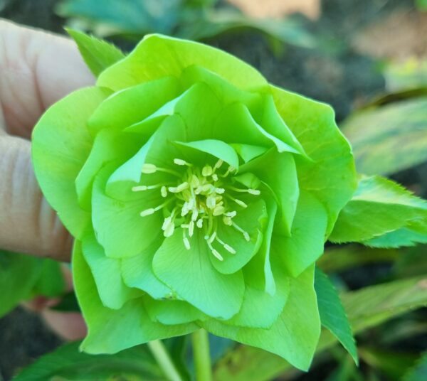Hellebore Double Green