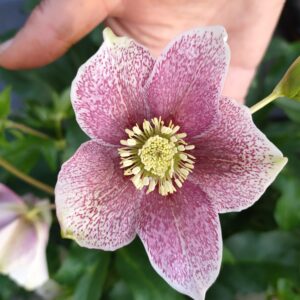 Hellebore - Single (pink with Raspberry spreckles) seedling