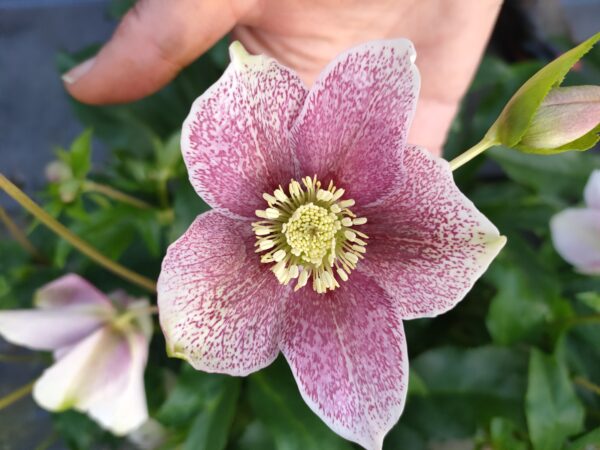 Hellebore - Single (pink with Raspberry spreckles) seedling
