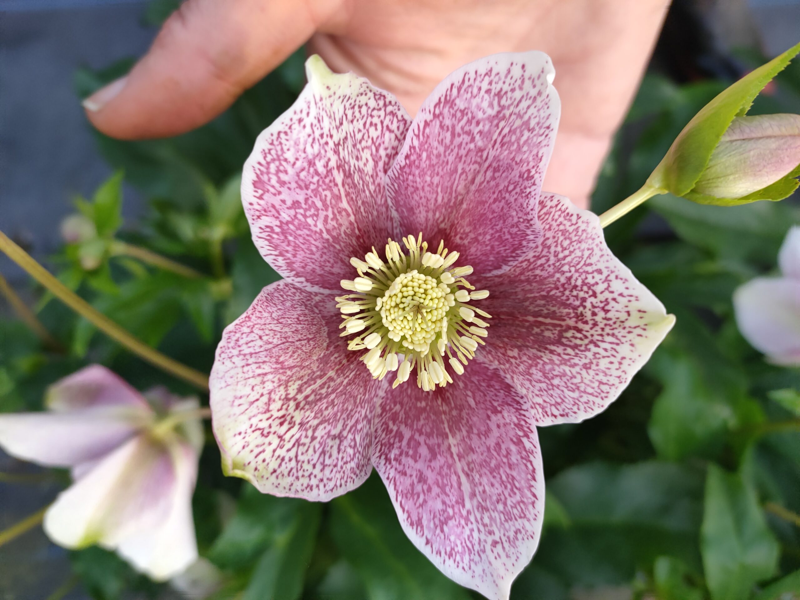 Hellebore - Single (pink with Raspberry spreckles) seedling