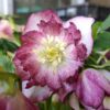 Hellebore Crepe Paper Picote' Double