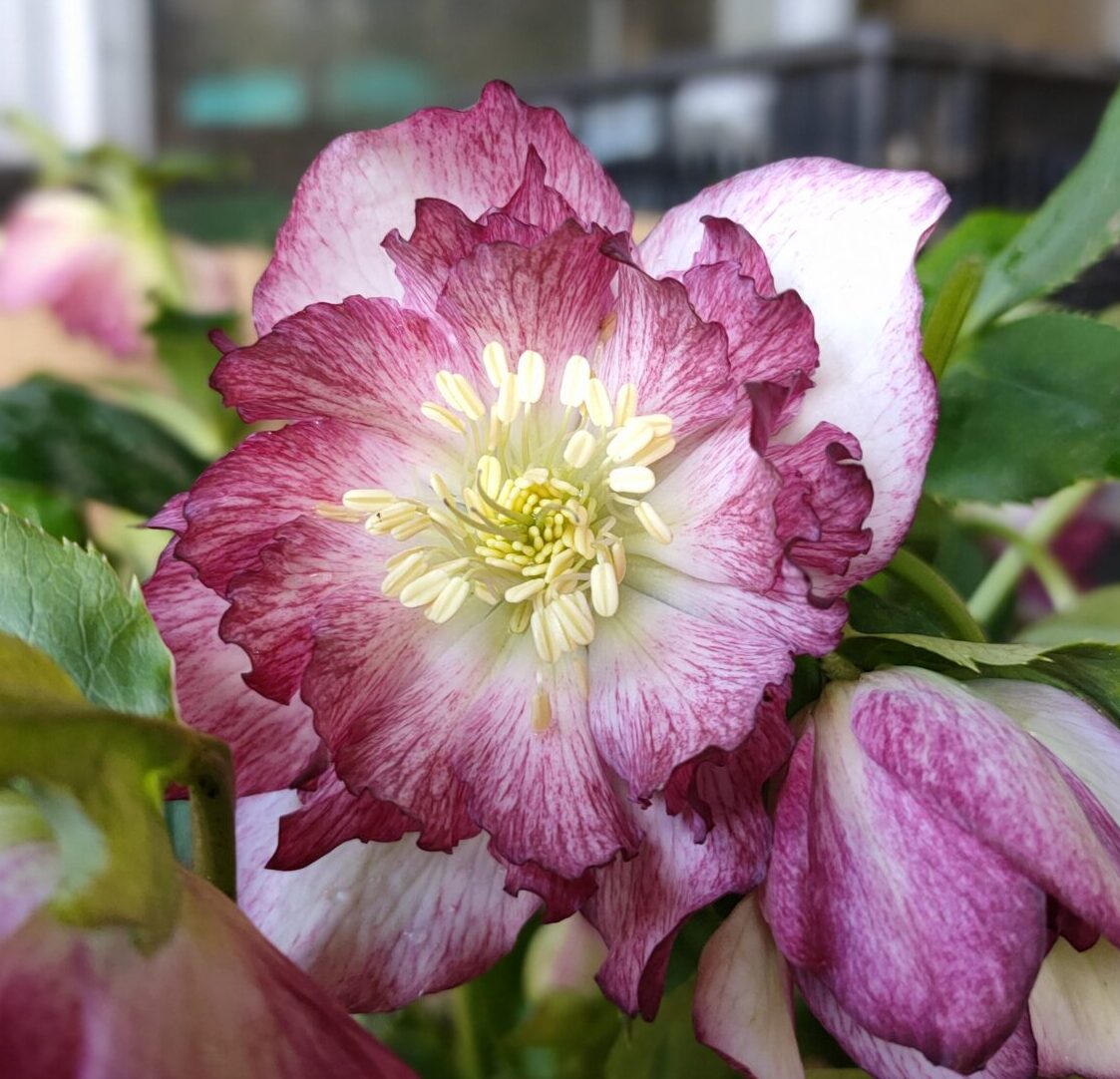 Hellebore Crepe Paper Picote' Double