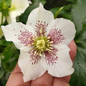 Hellebore - Single (White with Raspberry dots) seedling