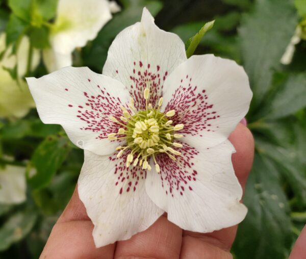Hellebore - Single (White with Raspberry dots) seedling