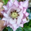 Hellebore Double Pink Raspberry Spots