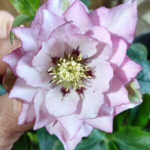 Hellebore Double Pink Raspberry Spots