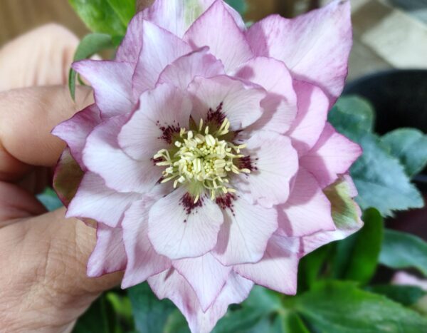 Hellebore Double Pink Raspberry Spots