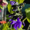 Salvia - Costa Rica