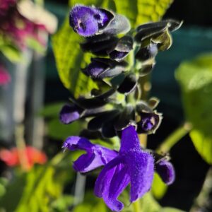 Salvia - Costa Rica