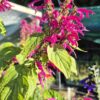Salvia - Purpurea
