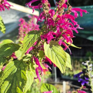 Alternative view of Salvia - Mulberry Jam