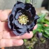 Hellebore Slate Double