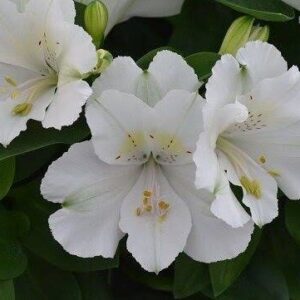 Alstroemeria - Claire (Dwarf)