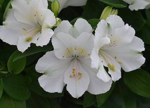 Alstroemeria - Claire (Dwarf)