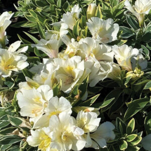 Alstroemeria - Claressa (Dwarf)