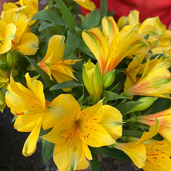 Alstroemeria - Lisa (Dwarf)