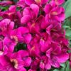 Alstroemeria - Louise (Dwarf)