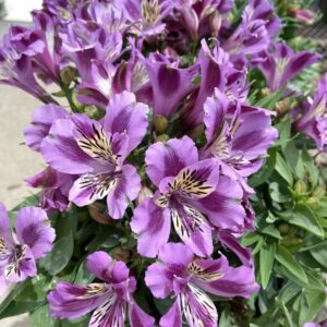 Alstroemeria - Mulan (Dwarf)