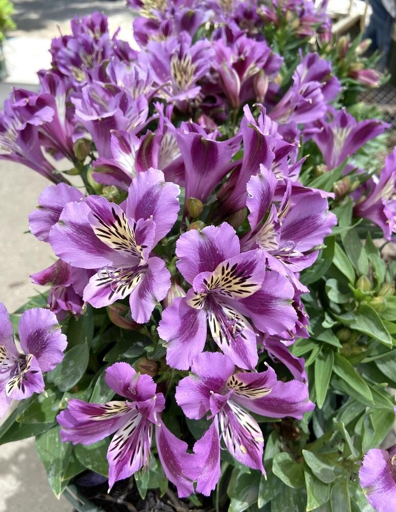 Alstroemeria - Mulan (Dwarf)