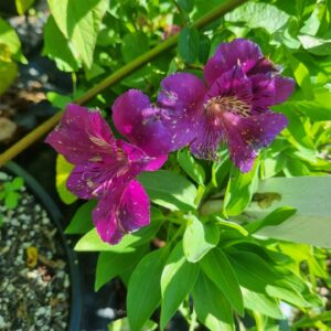 Alternative view of Alstroemeria - Tamara (Dwarf)