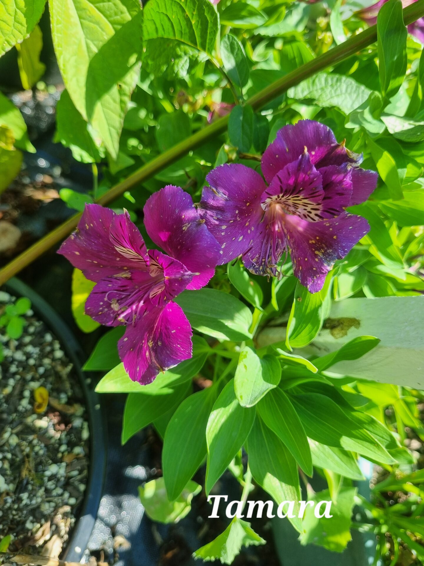 Alstroemeria - Tamara (Dwarf) - Image 2