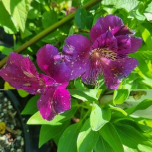 Alstroemeria - Tamara (Dwarf)