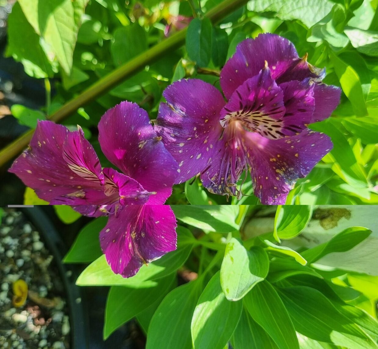 Alstroemeria - Tamara (Dwarf)