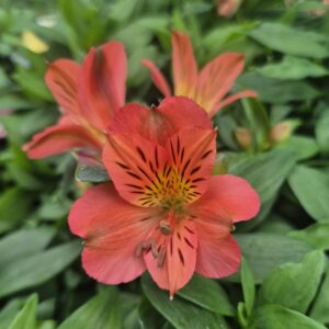 Alstroemeria - Anna (Dwarf)