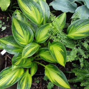 Ayesha - Hosta 'Medium grade"
