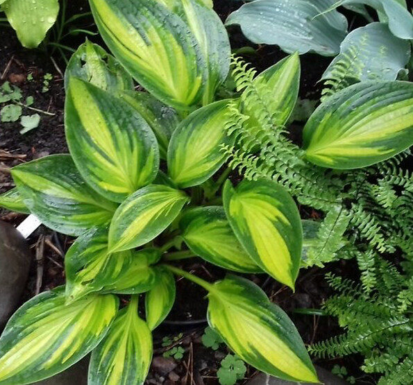 Ayesha - Hosta 'Medium grade"