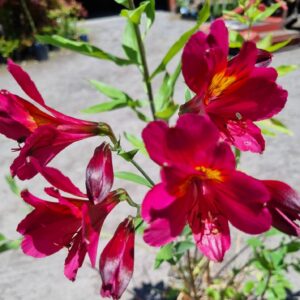 Alstroemeria - Billie (Tall)