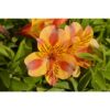 Alstroemeria - Diana (Dwarf)