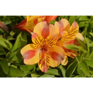 Alstroemeria - Diana (Dwarf)