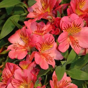 Alstroemeria - Eliane (Dwarf)