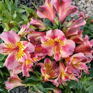 Alstroemeria - Paola (Dwarf)