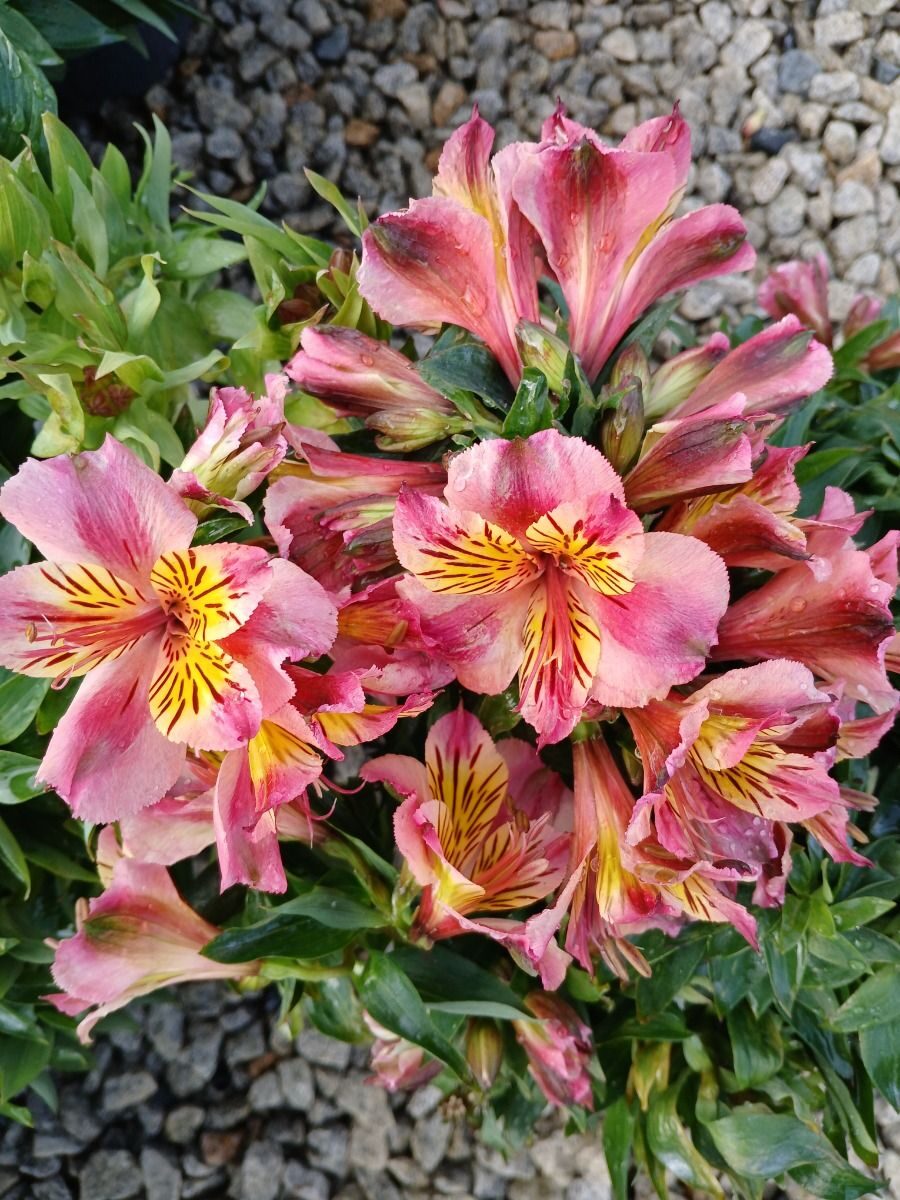Alstroemeria - Paola (Dwarf)