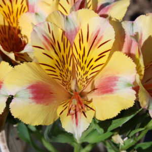 Alstroemeria - Sara (Dwarf)